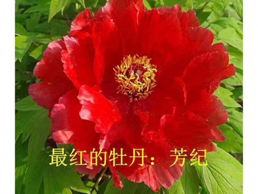 點(diǎn)擊查看詳細(xì)信息<br>標(biāo)題：芳紀(jì) 閱讀次數(shù)：1130