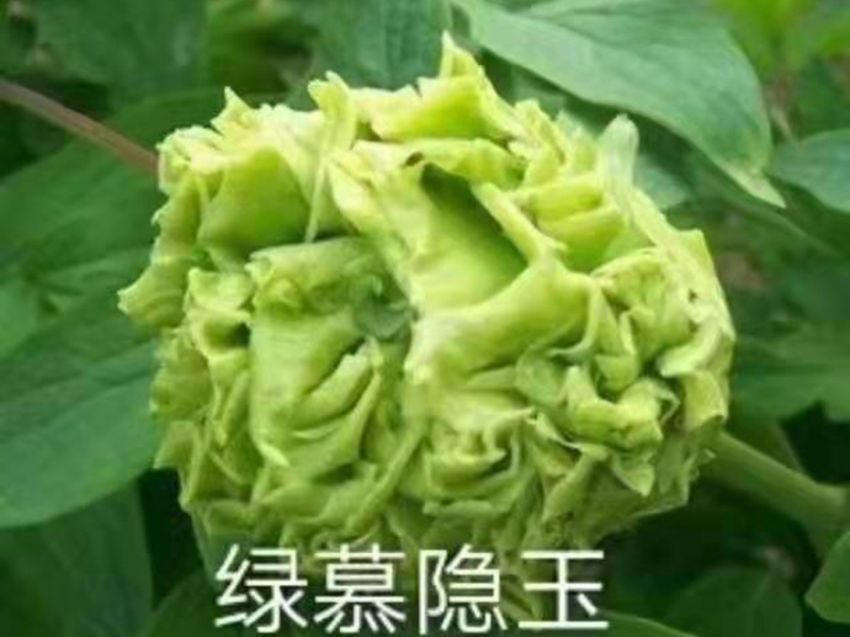 點擊查看詳細信息<br>標題：綠幕隱玉 閱讀次數(shù)：514