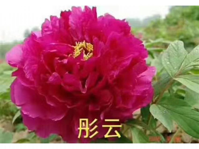 點(diǎn)擊查看詳細(xì)信息<br>標(biāo)題：彤云 閱讀次數(shù)：745