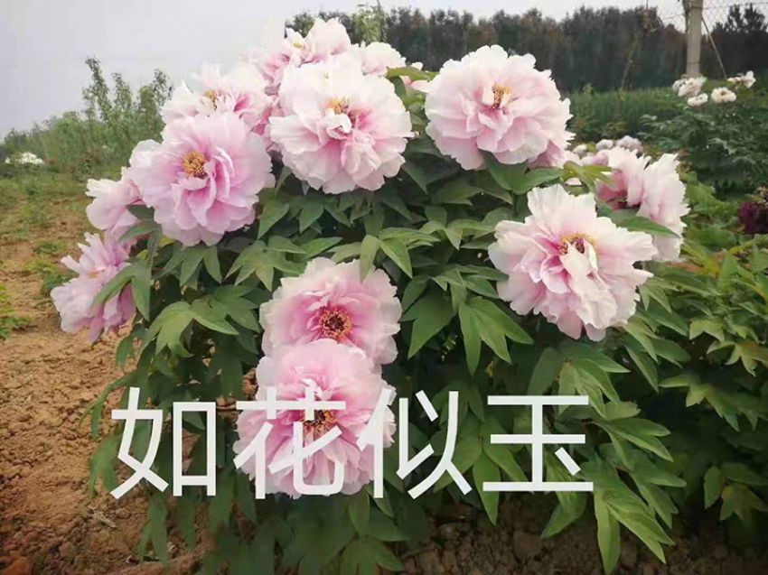 點擊查看詳細(xì)信息<br>標(biāo)題：如花似玉 閱讀次數(shù)：724