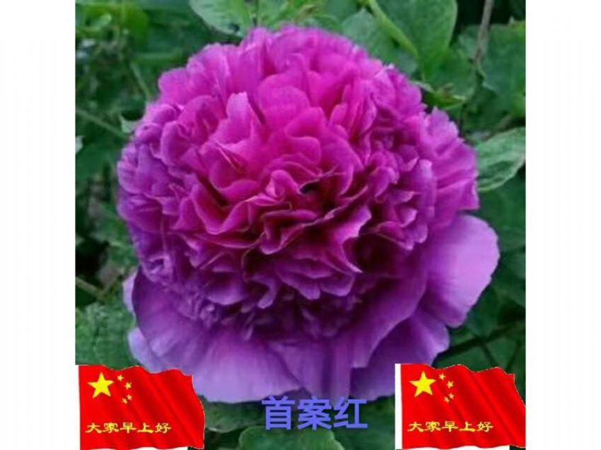 點(diǎn)擊查看詳細(xì)信息<br>標(biāo)題：首案紅 閱讀次數(shù)：725