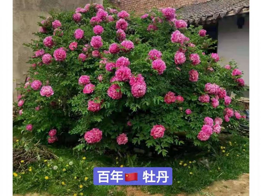 點(diǎn)擊查看詳細(xì)信息<br>標(biāo)題：百年牡丹王 閱讀次數(shù)：743