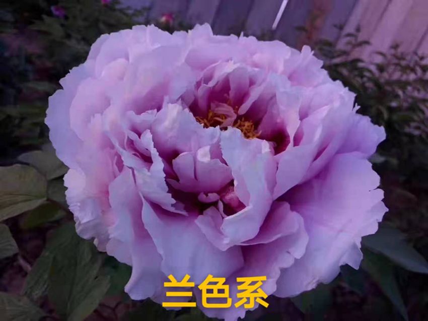 點(diǎn)擊查看詳細(xì)信息<br>標(biāo)題：蘭色系 閱讀次數(shù)：735